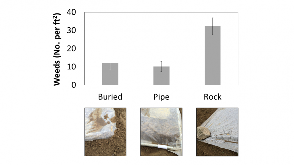 Solarization and Tarping for Weed Management on Organic Vegetable Farms